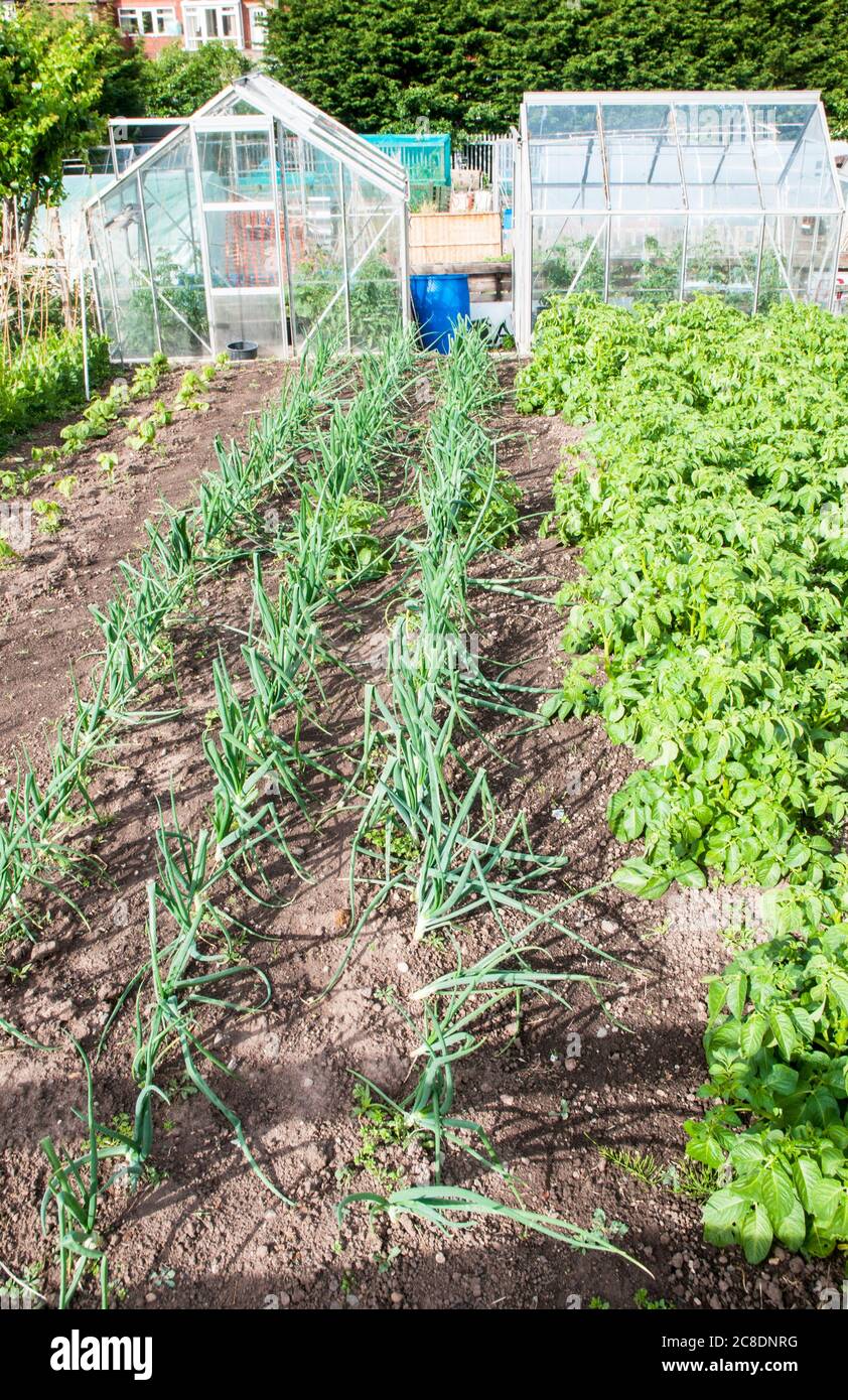 Bett von Zwiebeln auf eine Zuteilung mit Zwiebeln in Zeilen zwischen anderen vegatable Früchte angebaut Stockfoto