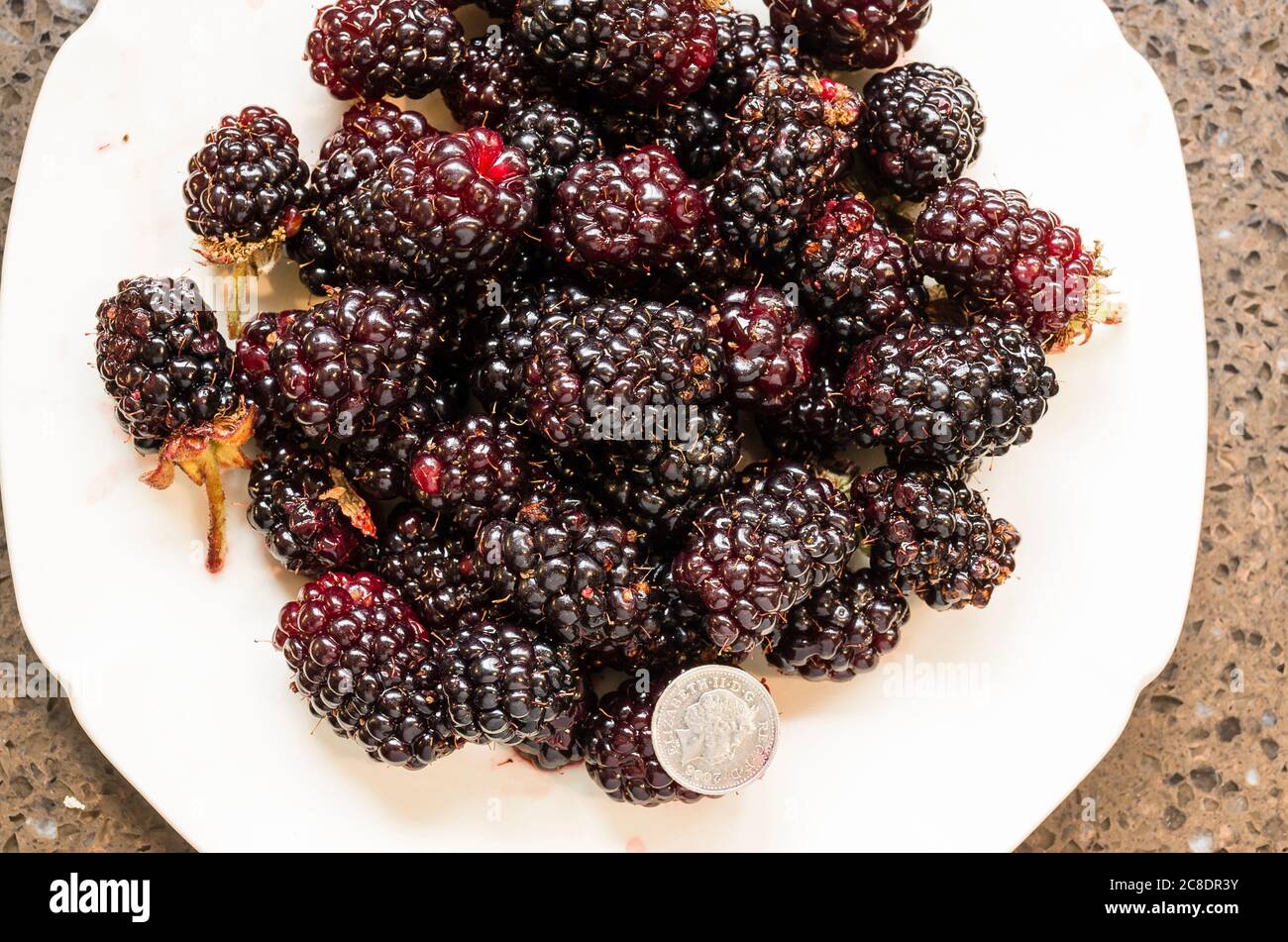 Ein Teller frisch gepflückter Brombeeren - Rubus fruticosa Adrienne - bereit für den kulinarischen Einsatz in einer englischen Küche. Beachten Sie die fünf Pence Münze, um eine Angabe der Größe geben Stockfoto