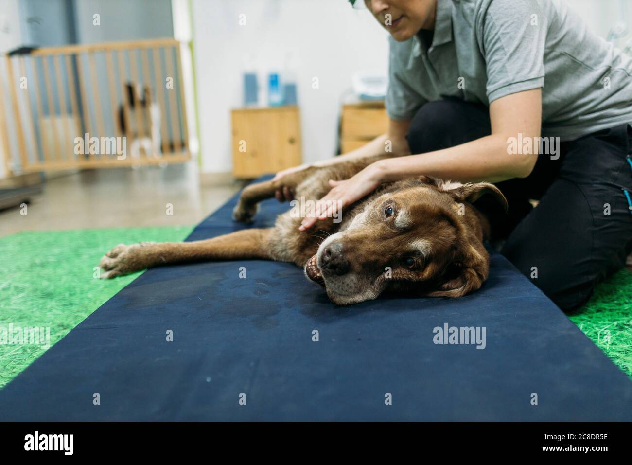Physiotherapeutin massiert die Gliedmaßen des alten Labrador Retriever in der Mitte Stockfoto