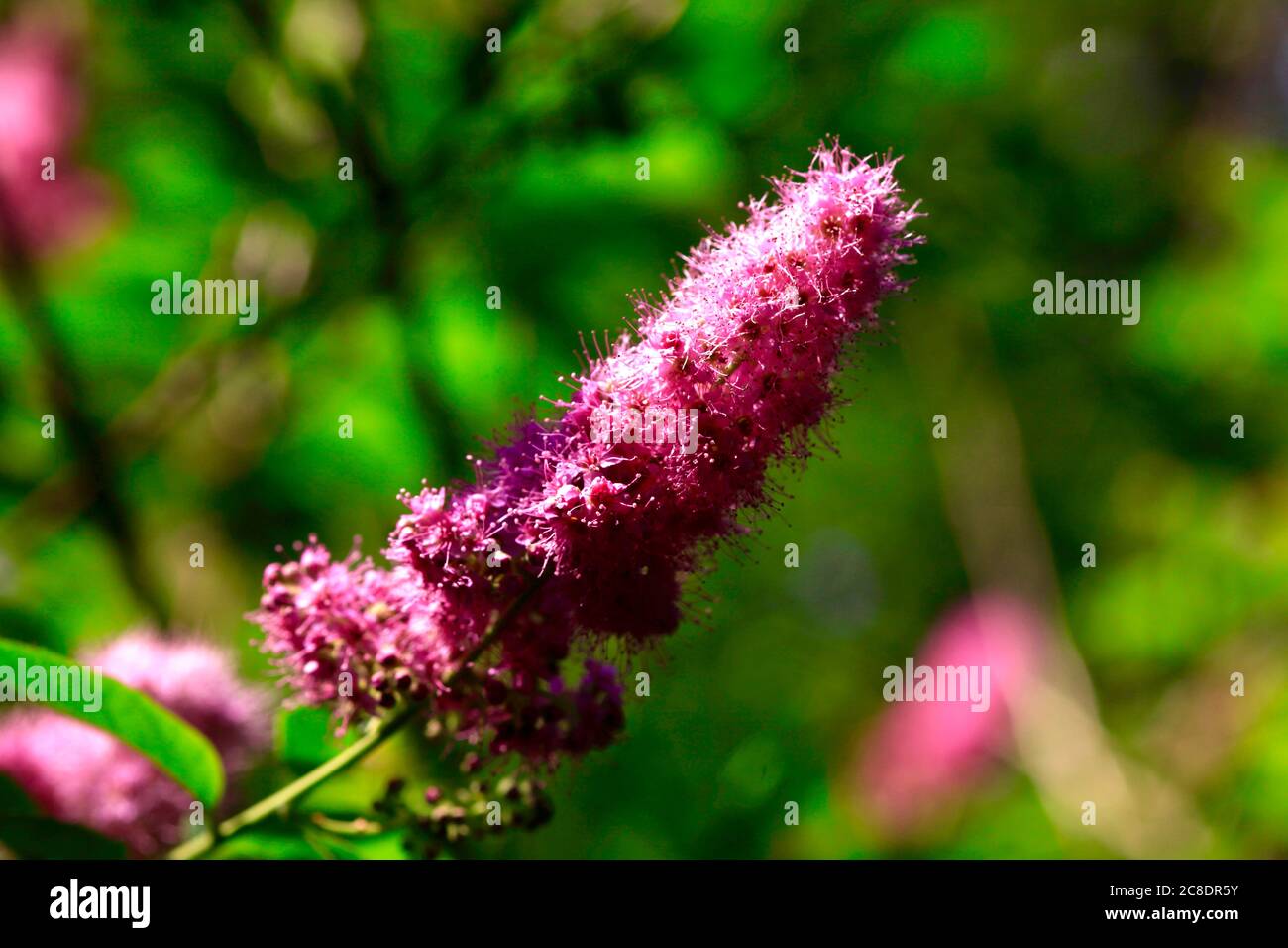 Lila Blume auf Spiraea billiardii Busch Stockfoto