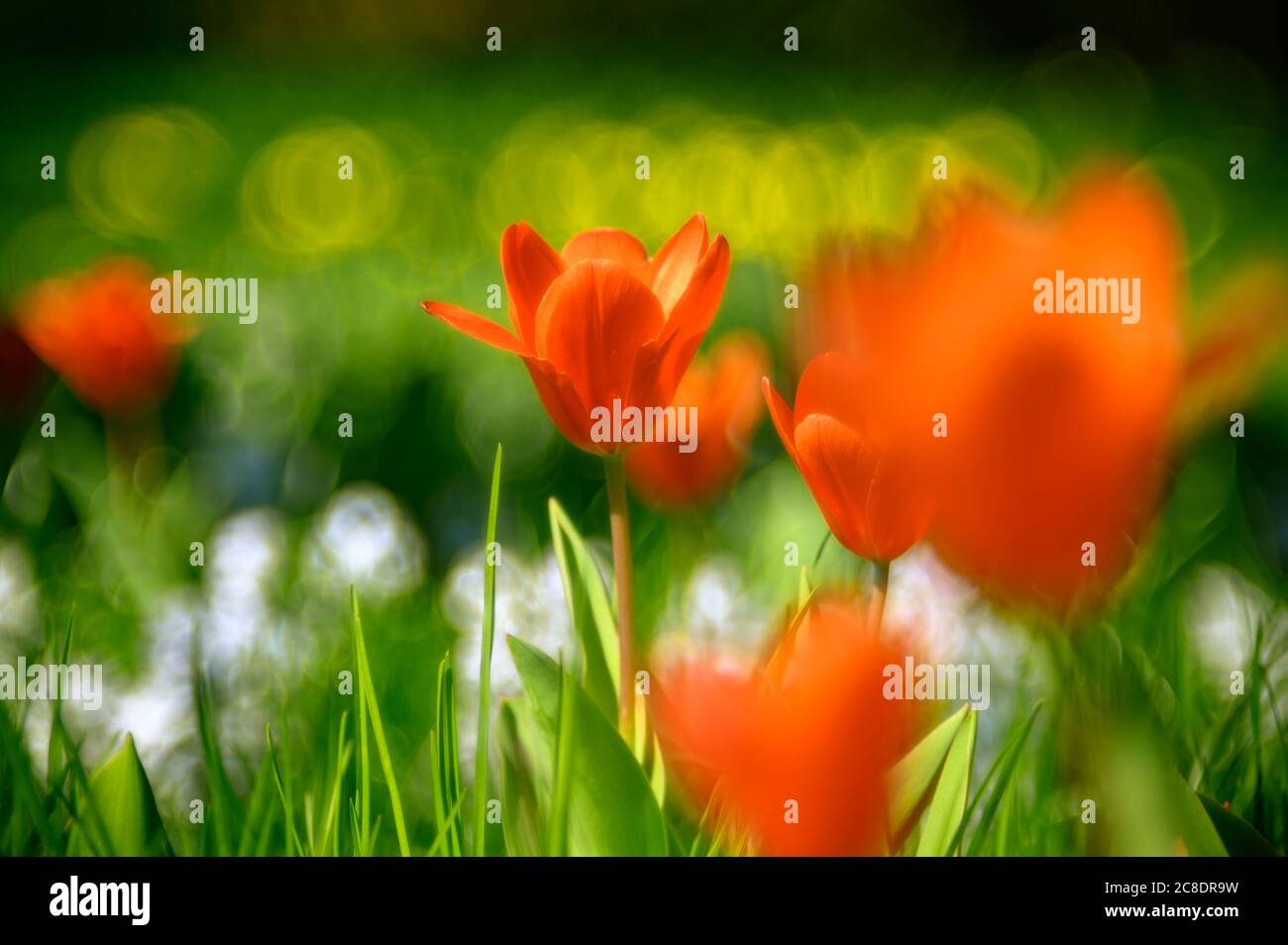 Rote Tulpen blühen auf der Wiese Stockfoto