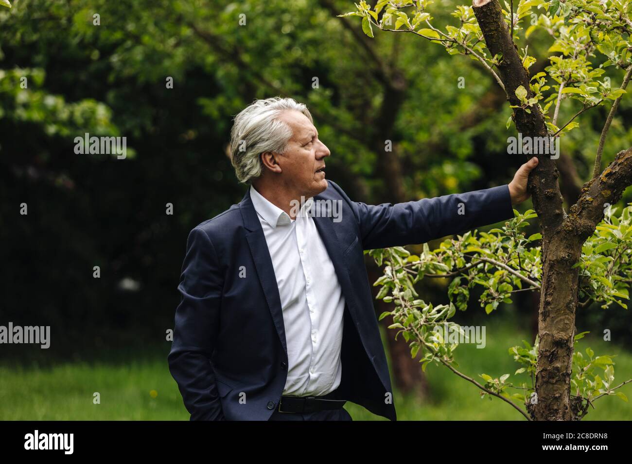 Ein älterer Geschäftsmann steht an einem Baum in einem ländlichen Garten Stockfoto