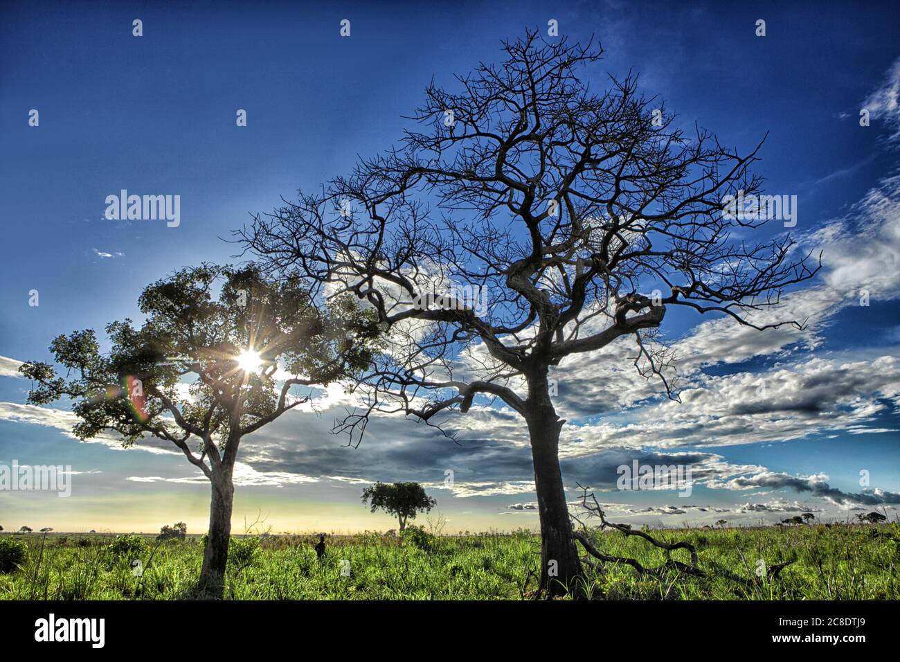 Demokratische Republik Kongo, Silhouetten von Savannenbäumen gegen Sonnenuntergang über Garamba Nationalpark Stockfoto