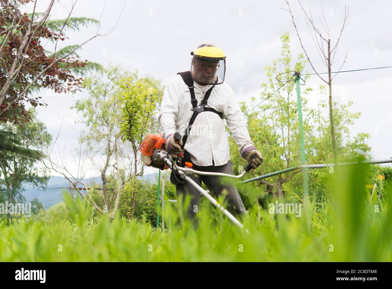 Reifer Mann schneiden Gras mit Benzin-Maschine in der Farm Stockfoto