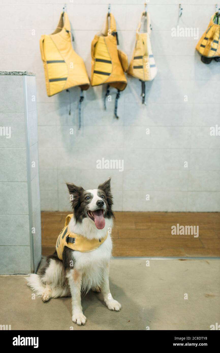 Border Collie in Rettungsweste hervorstehende Zunge bei Physiotherapeuten Zentrieren Stockfoto