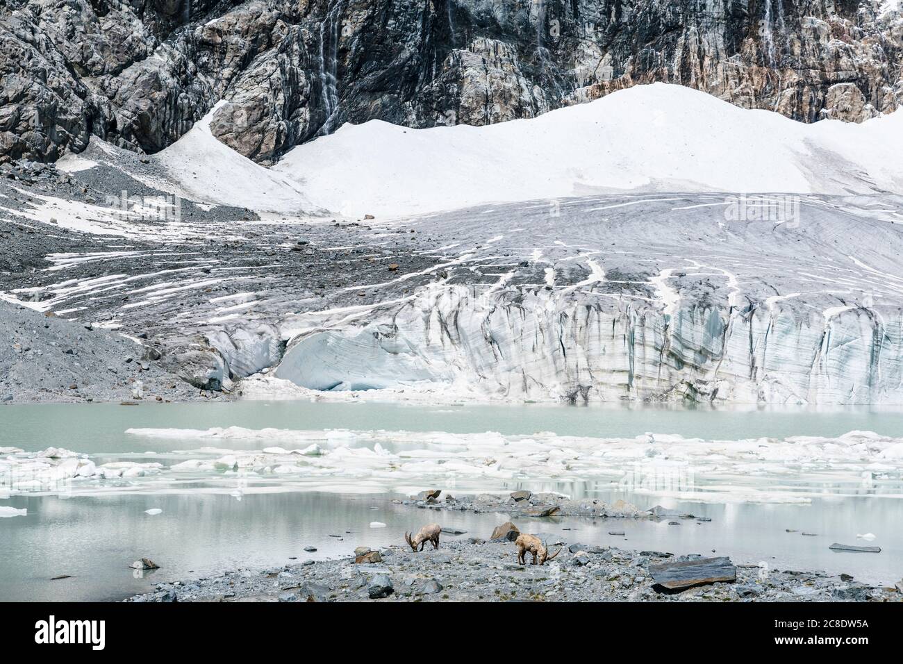Steinböcke in der Nähe schmelzender Gletscher gegen Berg Stockfoto