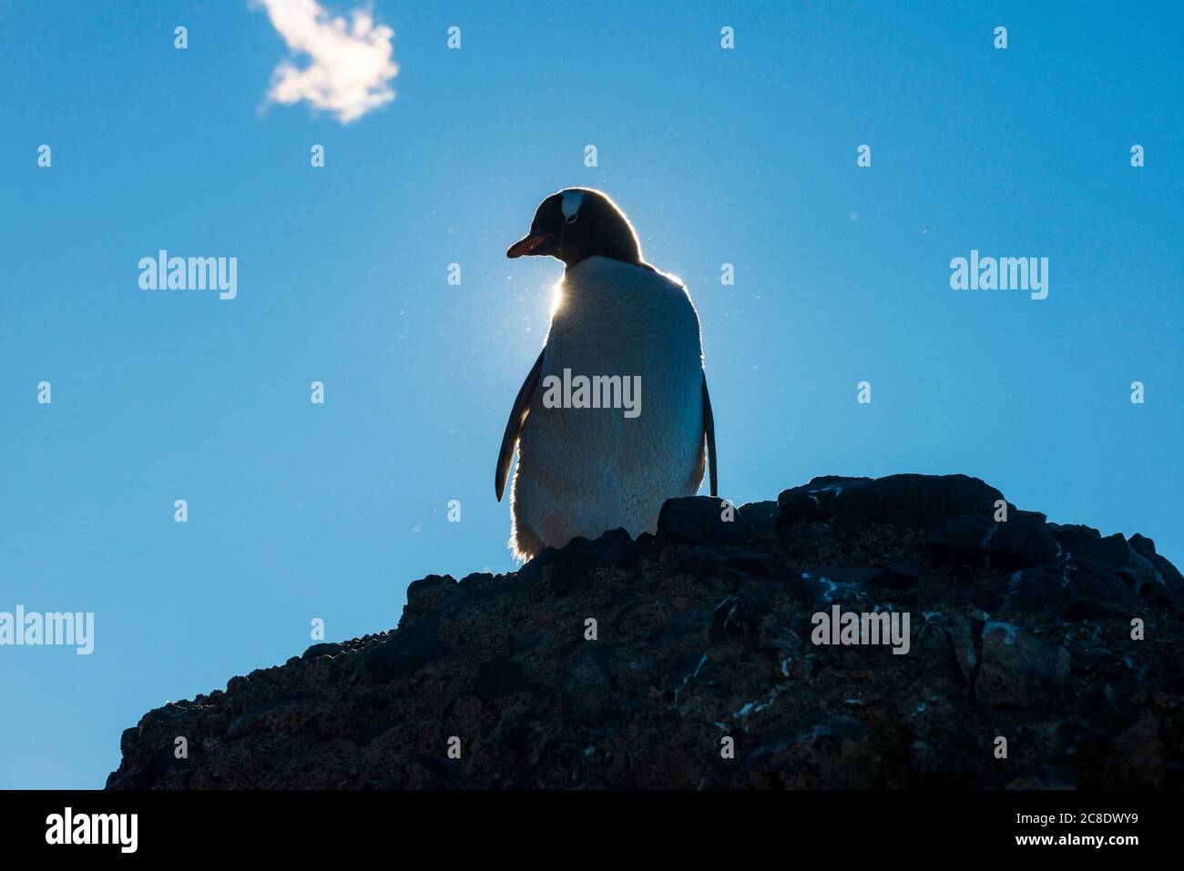Gentoo Pinguin (Pygoscelis papua) steht gegen die Sonne Stockfoto