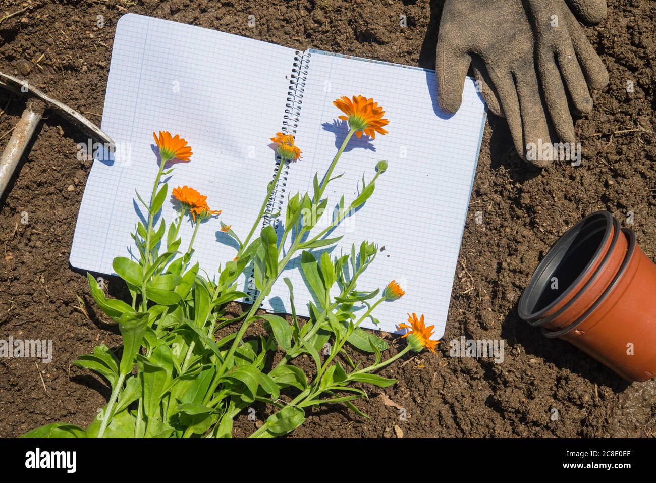 Blumen mit Töpfen von Buch und Handschuhe an Land in Garten Stockfoto