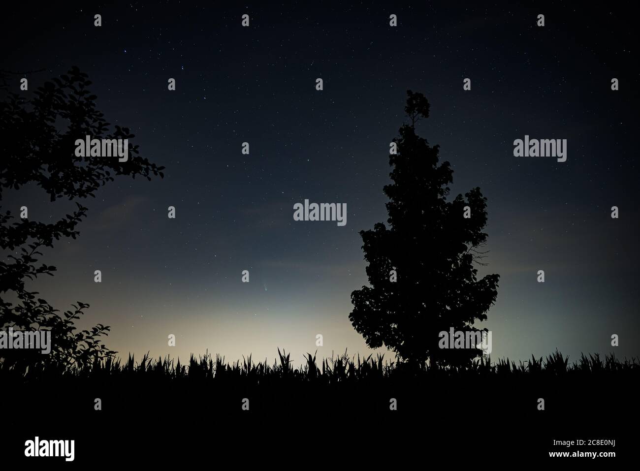 Nachtaufnahme von C/2020 F3 Neowise Komet über Maisfeld mit Baum Silhouette Stockfoto