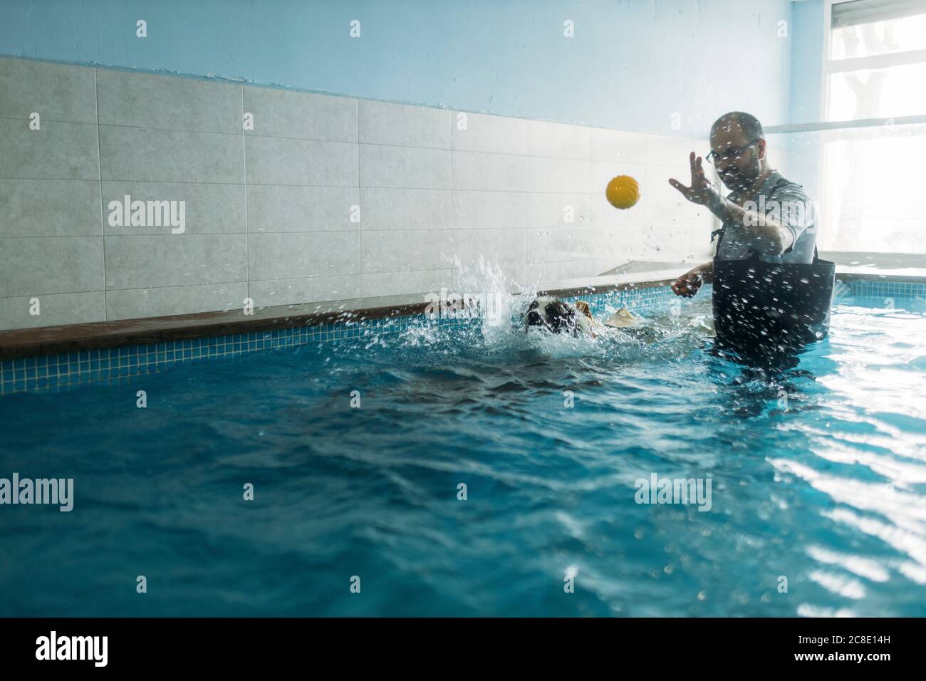 Männlicher Physiotherapeut wirft Ball in Richtung Border Collie im Schwimmbad Stockfoto
