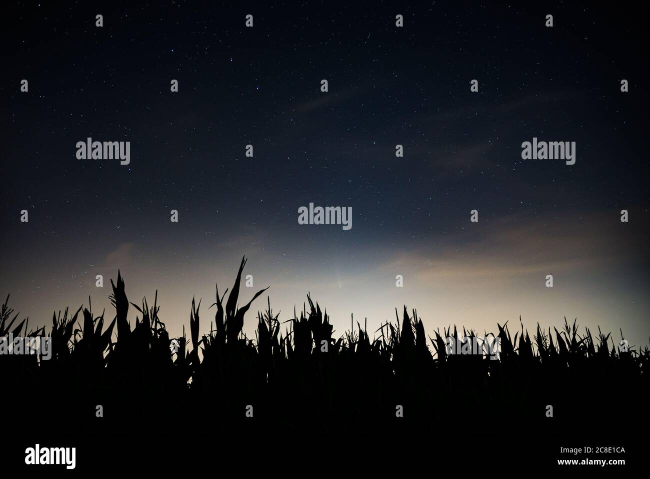 Nachtaufnahme des C/2020 F3 Neowise Kometen über Maisfeld Stockfoto