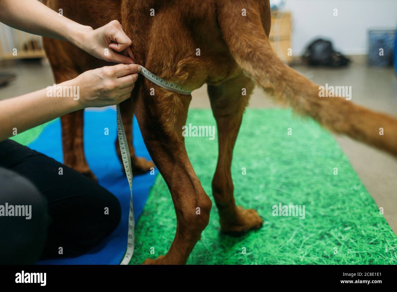 Physiotherapeutin, die die Gliedmaßen des alten französischen Mastiff in der Mitte misst Stockfoto