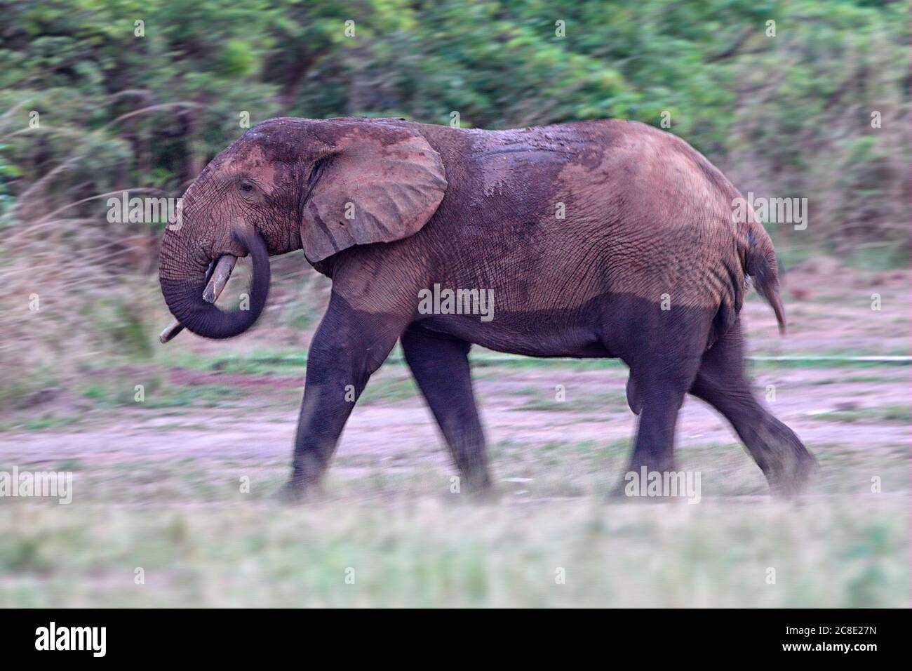 Demokratische Republik Kongo, Elefantenwandern im Garamba Nationalpark Stockfoto