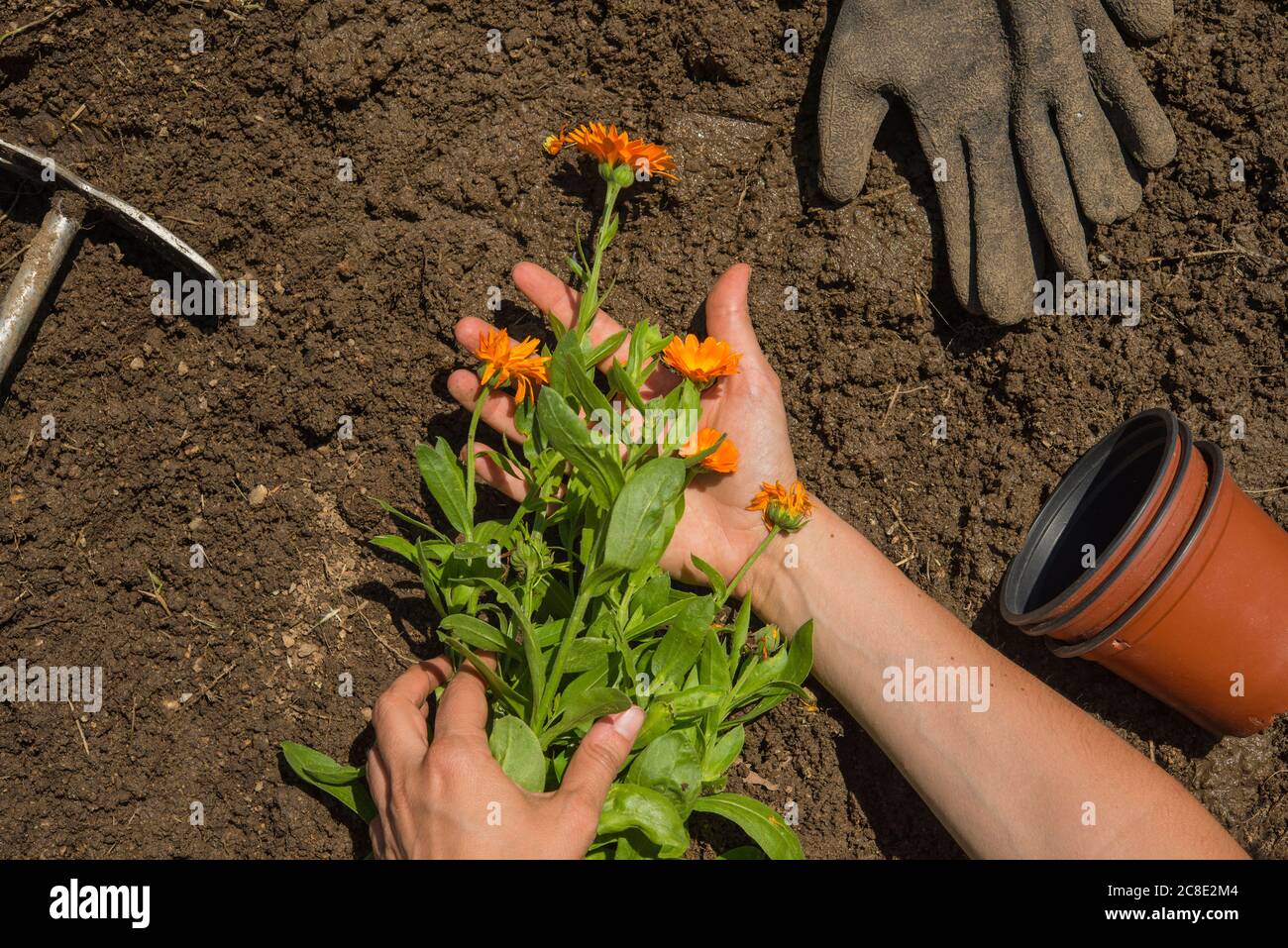 Hände der Frau, die Blumen an Land im Garten hält Stockfoto