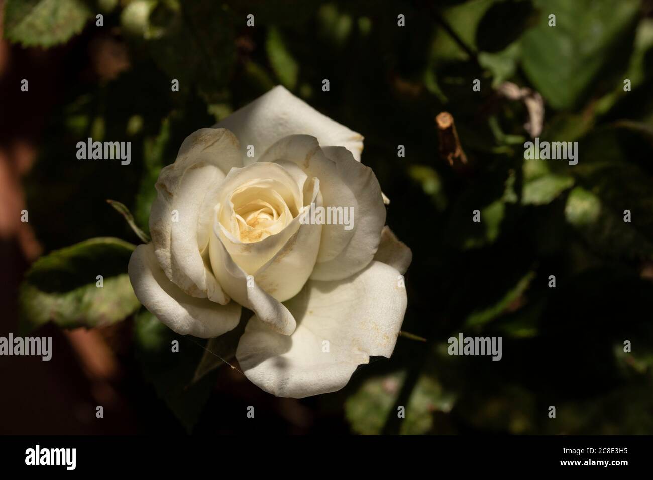 Weiße Terrasse in Blüte auf einem Wohnbalkon, Nahaufnahme Blumenportrait Stockfoto
