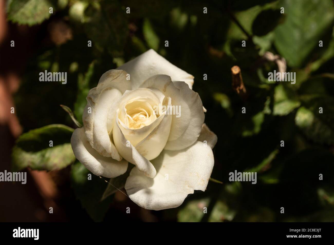 Weiße Terrasse in Blüte auf einem Wohnbalkon, Nahaufnahme Blumenportrait Stockfoto
