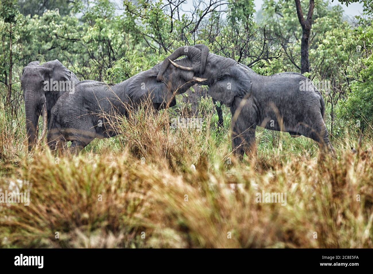 Demokratische Republik Kongo, zwei Elefanten umarmen mit Stämmen im Garamba Nationalpark Stockfoto