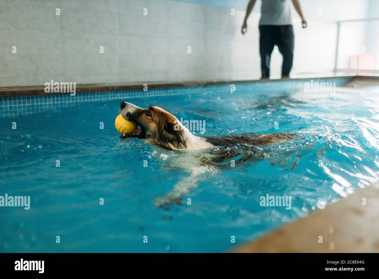 Border Collie trägt Ball im Mund beim Schwimmen bei Physiotherapeuten Zentrieren Stockfoto