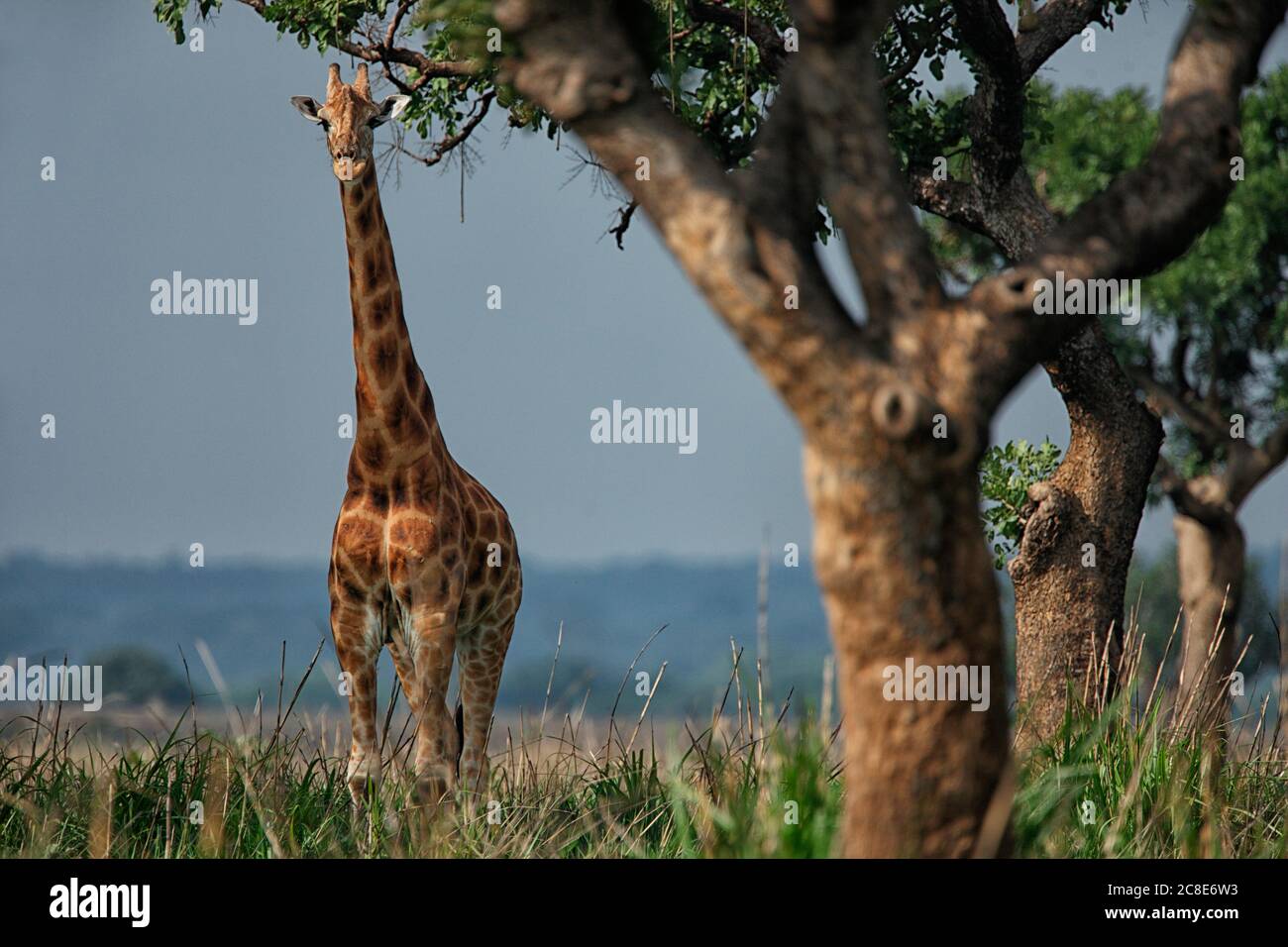 Demokratische Republik Kongo, Portrait der Giraffe im Garamba Nationalpark Stockfoto