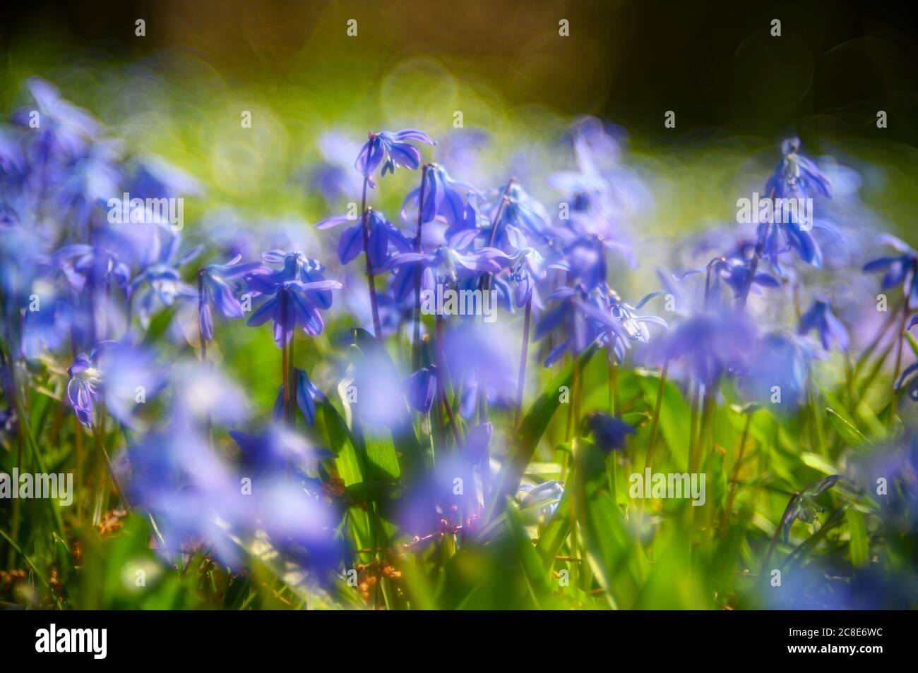 Sibirische Kills (Scilla siberica) blühen auf der Wiese Stockfoto