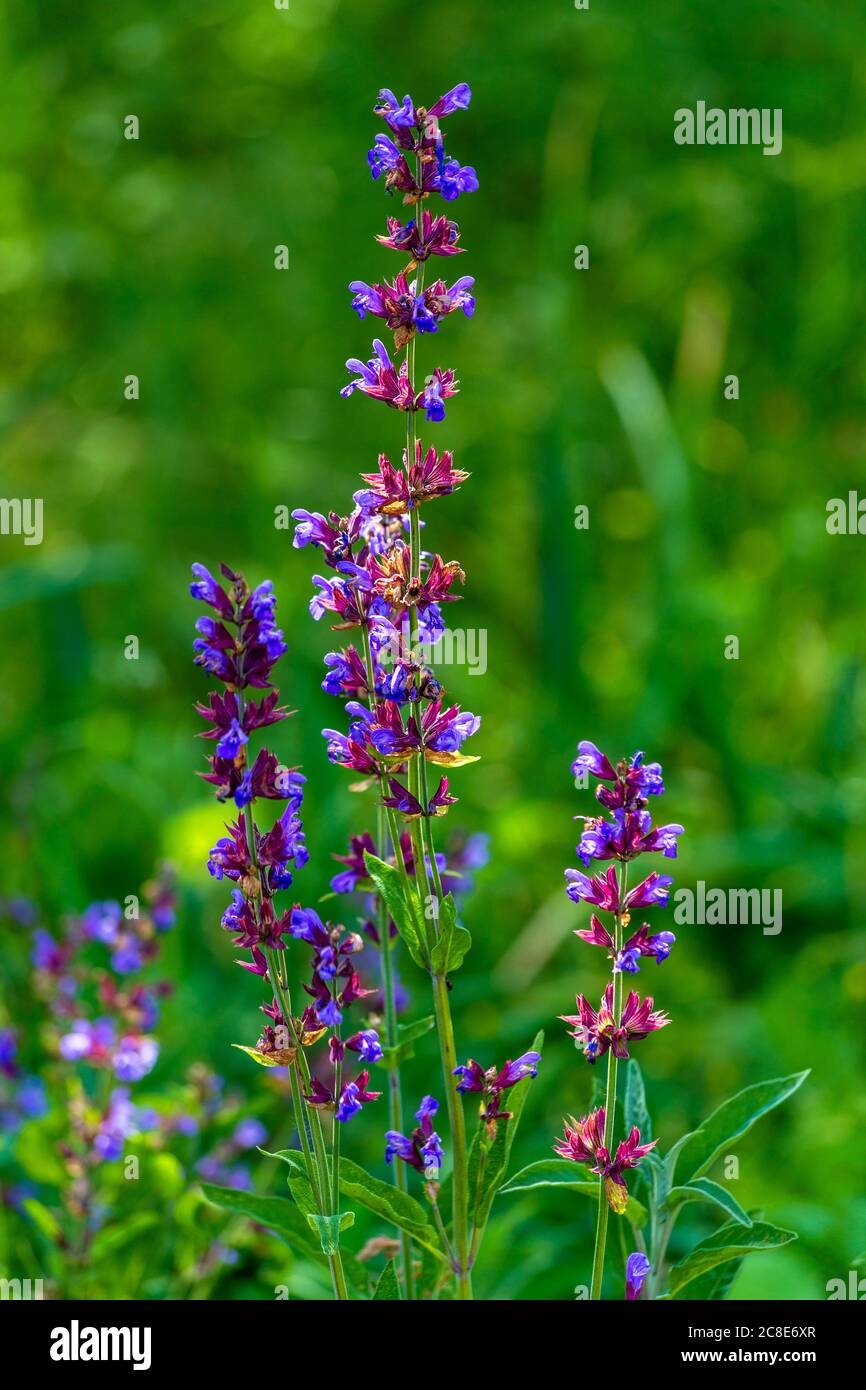 Blühender Salbei im Garten Stockfoto