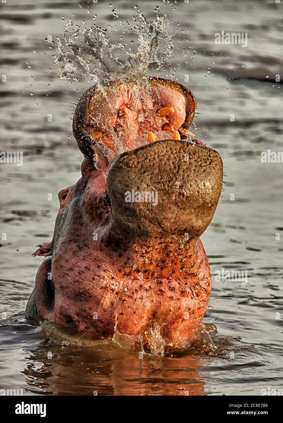 Demokratische Republik Kongo, Leiter des Nilpferdes (Hippopotamus amphibius) Baden im Fluss im Garamba Nationalpark Stockfoto