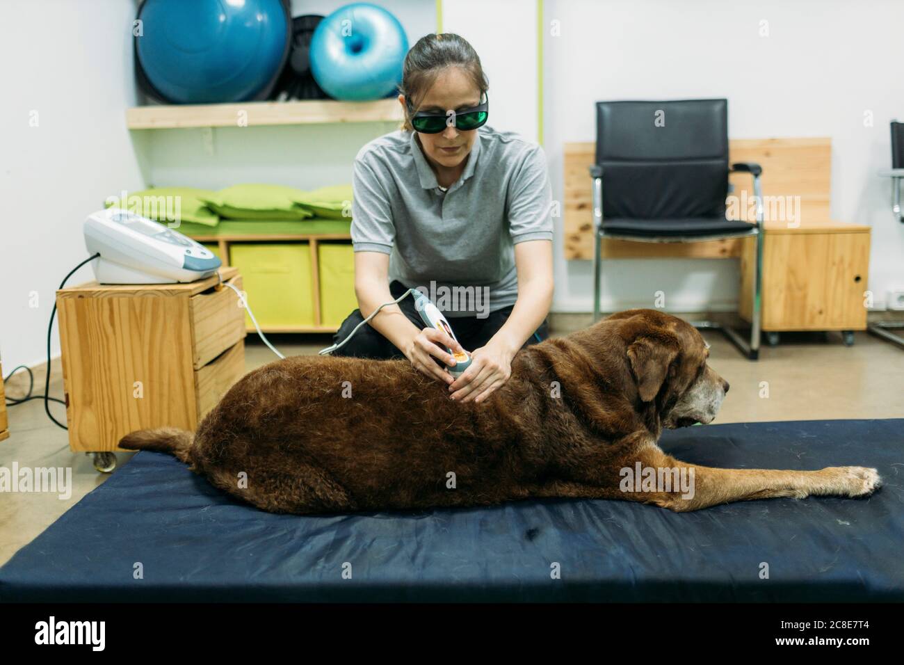 Physiotherapeutin, die dem alten Labrador Retriever eine Laserbehandlung gibt Zentrieren Stockfoto