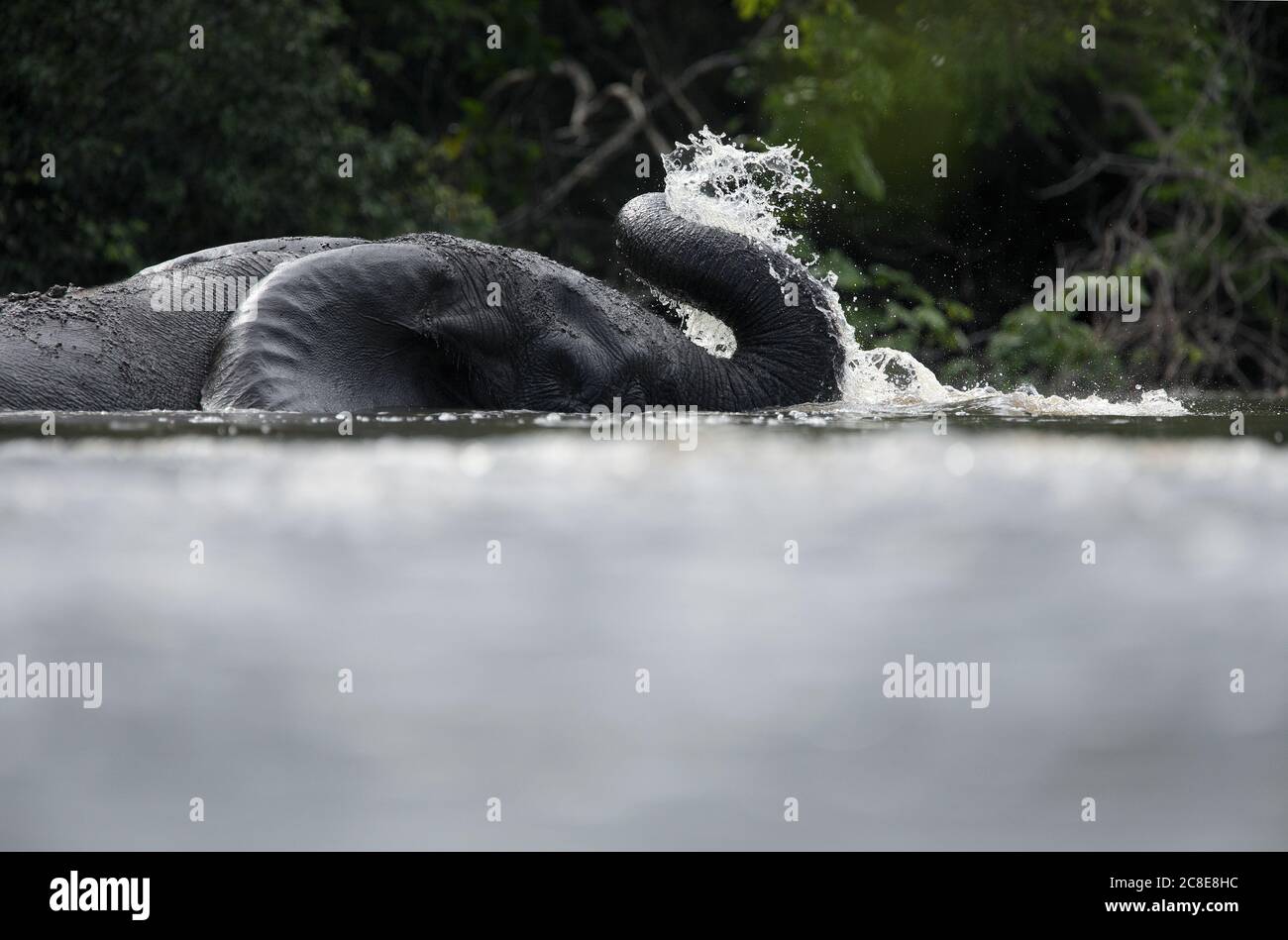 Elefantenbaden im Fluss Garamba Stockfoto