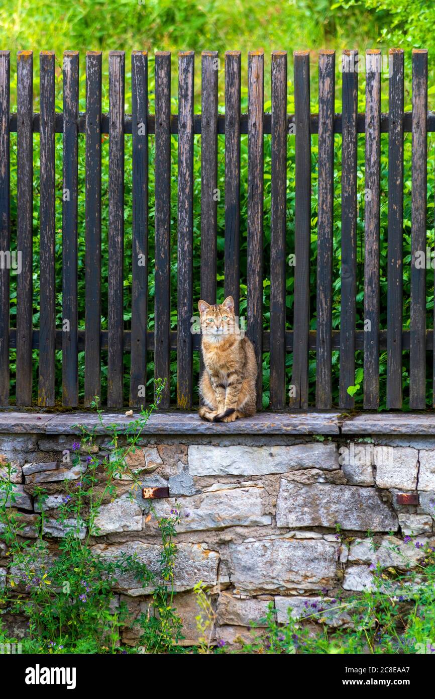 Tabby Katze sitzt auf Steinmauer Stockfoto