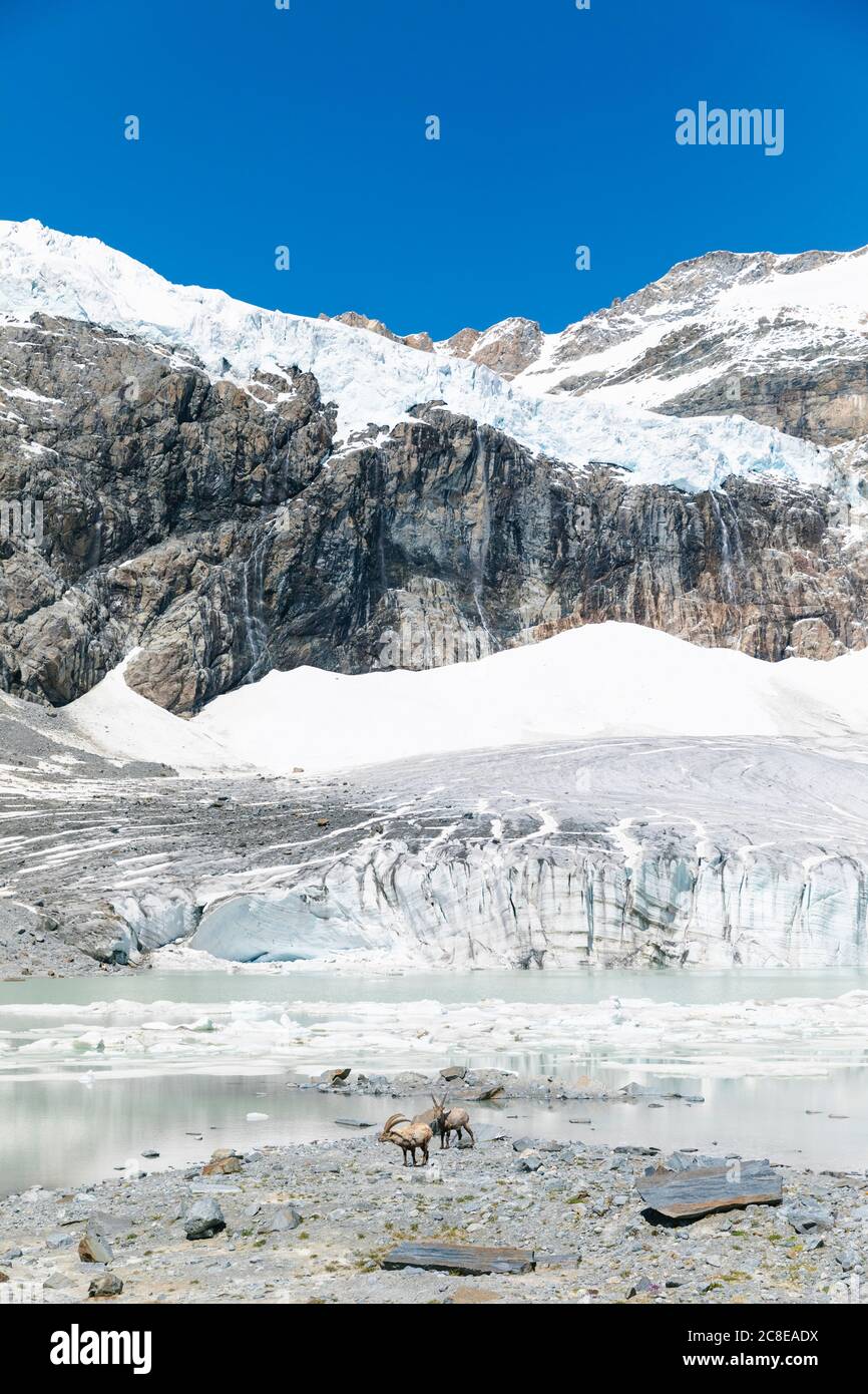 Steinböcke in der Nähe schmelzenden Gletschers gegen schneebedeckten Berg Stockfoto