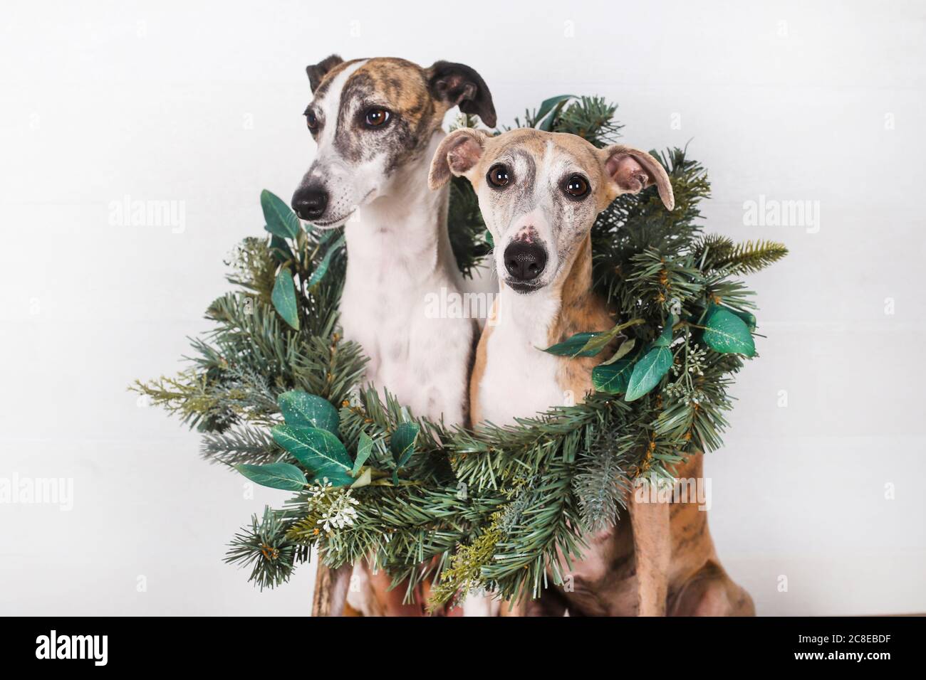 Hunde mit grünem Weihnachtskranz vor weißem Hintergrund Stockfoto