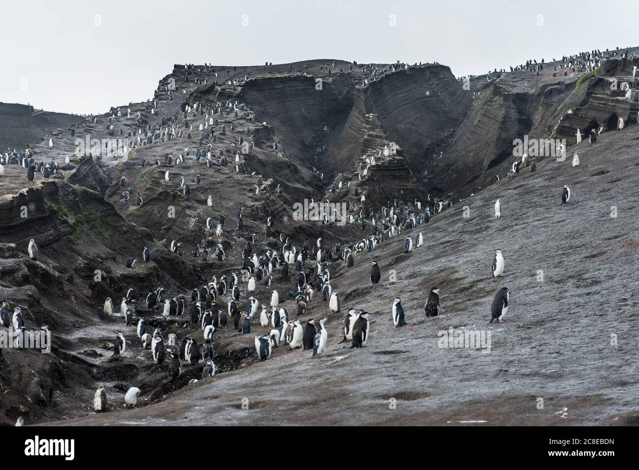 Großbritannien, Süd-Georgien und Süd-Sandwich-Inseln, Chinstrap Pinguin (Pygoscelis antarcticus) Kolonie auf Saunders Island Stockfoto