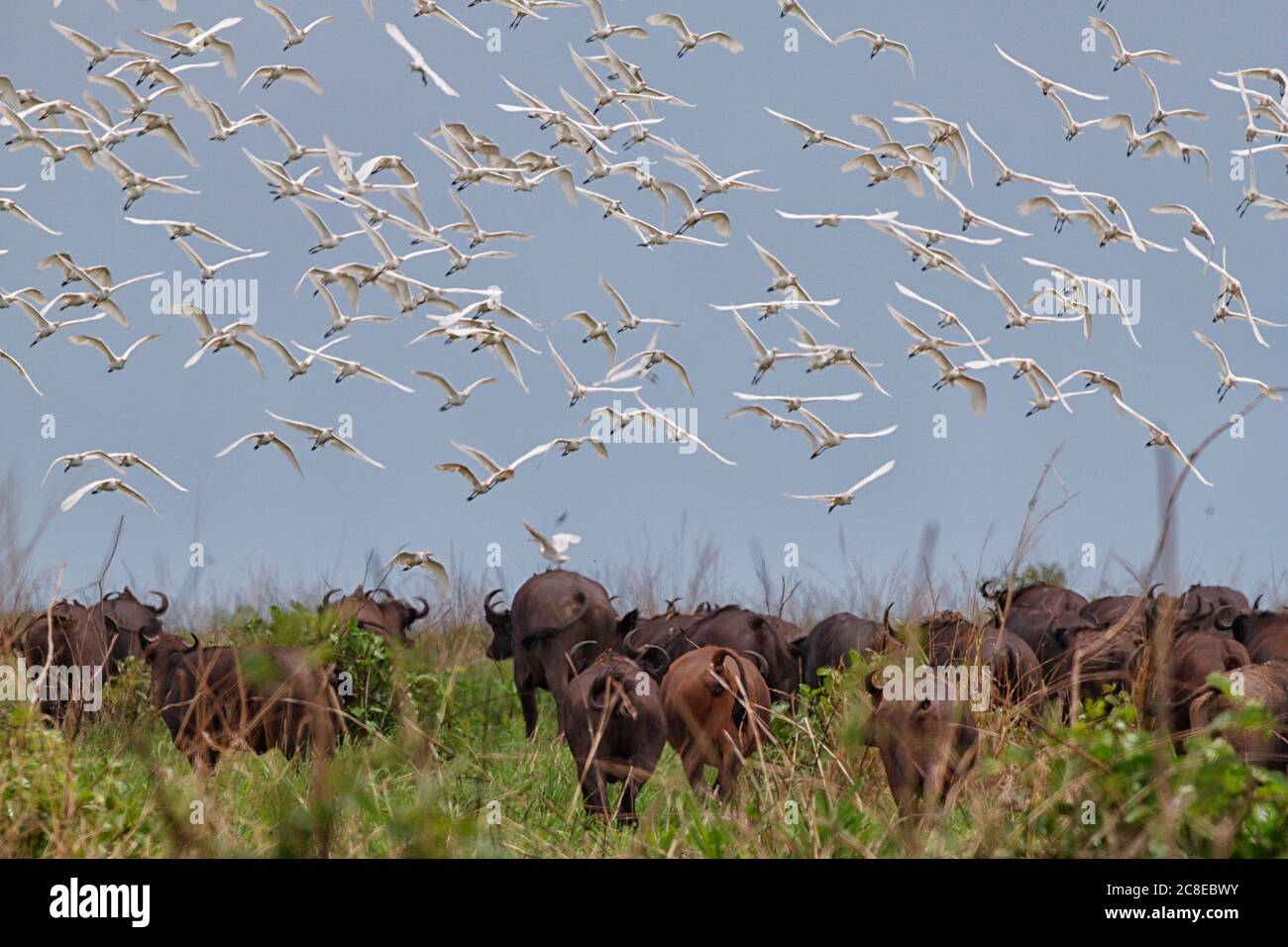 Demokratische Republik Kongo, Herde von Kuhreihern (Bubulcus ibis) fliegen über Herde von afrikanischen Büffeln (Syncerus caffer) Stockfoto