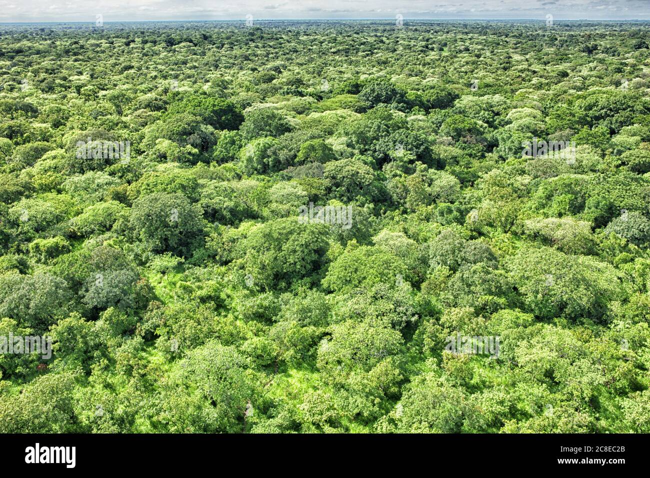 Demokratische Republik Kongo, Luftaufnahme der grünen Savanne im Garamba Nationalpark Stockfoto