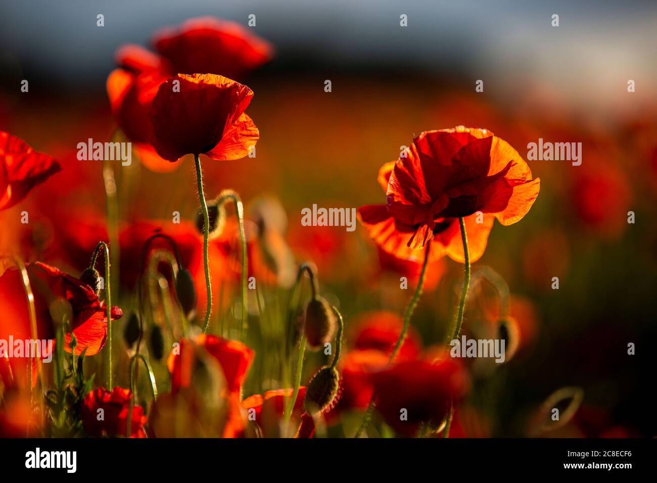 Rote Mohnblumen im Feld bei Sonnenuntergang Stockfoto