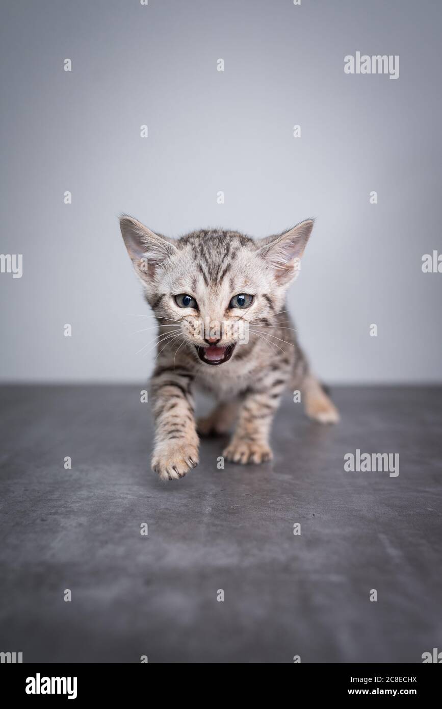8 Wochen alte schwarz silber gestromte bengal Kätzchen, die auf Betonboden in Richtung Kamera gehen und die Kamera beim Miowing betrachten Stockfoto