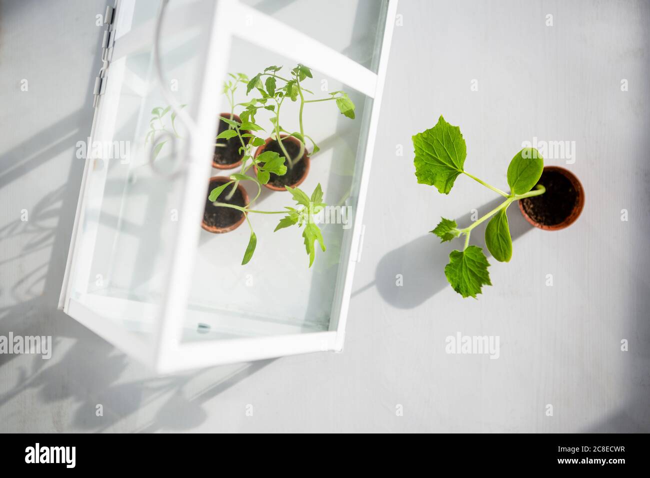 Topftomaten und Zucchini-Sämlinge in kleinen Gewächshaus Stockfoto