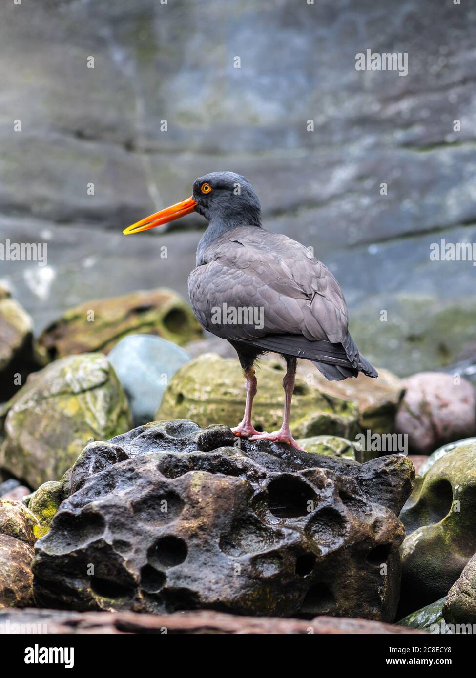 Schwarzer Oysterfischer (Haematopus bachmani) Stockfoto