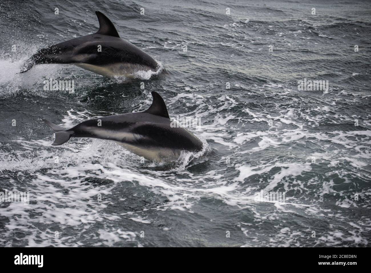 Zwei dunkle Delphine (Lagenorhynchus obscurus), die im Beagle-Kanal durchbrechen Stockfoto