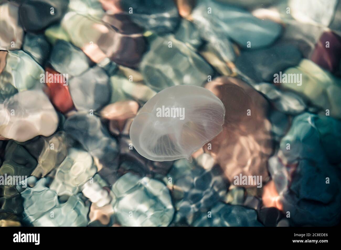 Unterwasseransicht von Quallen, die in klarem Wasser von Black schwimmen Meer Stockfoto