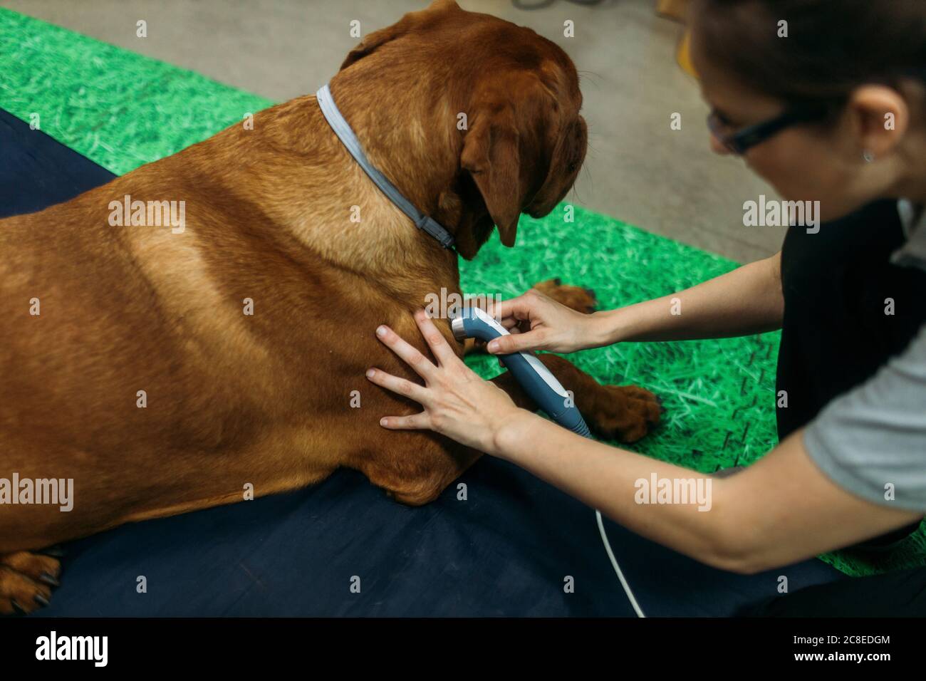 Physiotherapeut gibt Laser-Behandlung zu alten Labrador Retriever in der Mitte Stockfoto