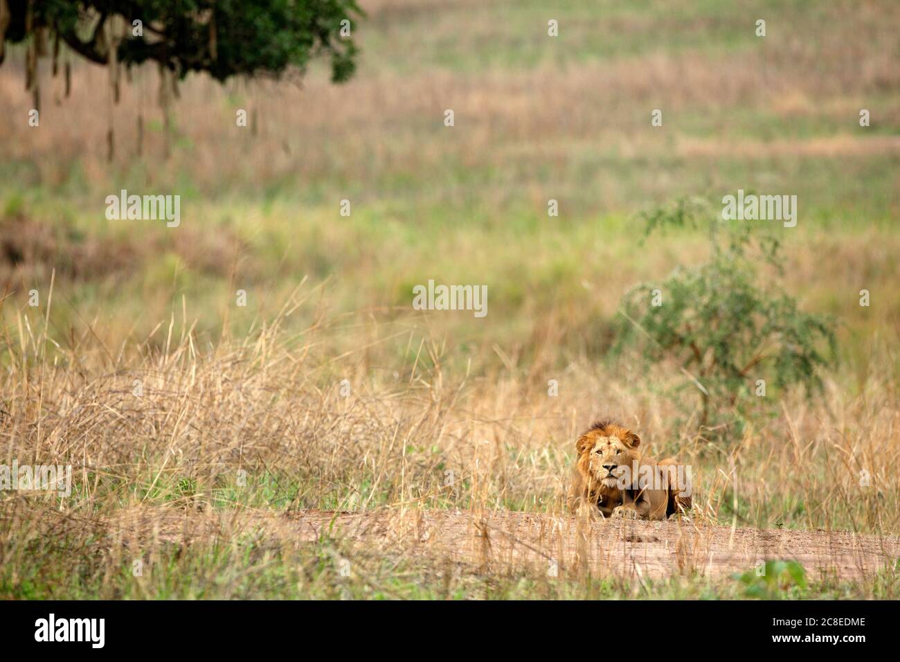 Demokratische Republik Kongo, Porträt des Löwen (Panthera leo) Entspannung im Garamba Nationalpark Stockfoto