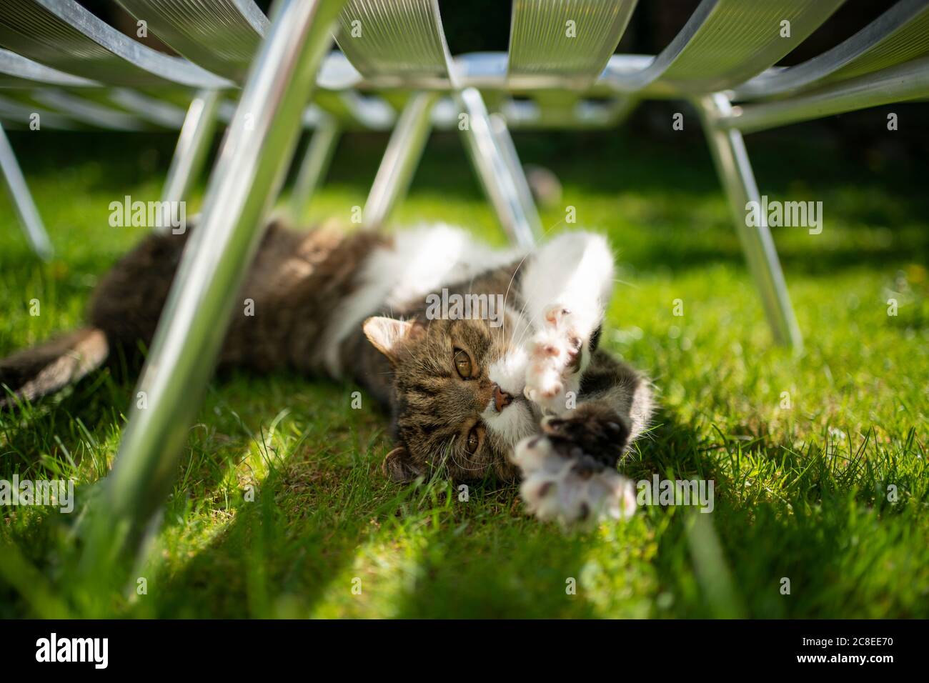 Süße tabby weiße britische Kurzhaarkatze auf Gras unter der Sonnenbank liegend und die Pfoten ausstreckend Stockfoto