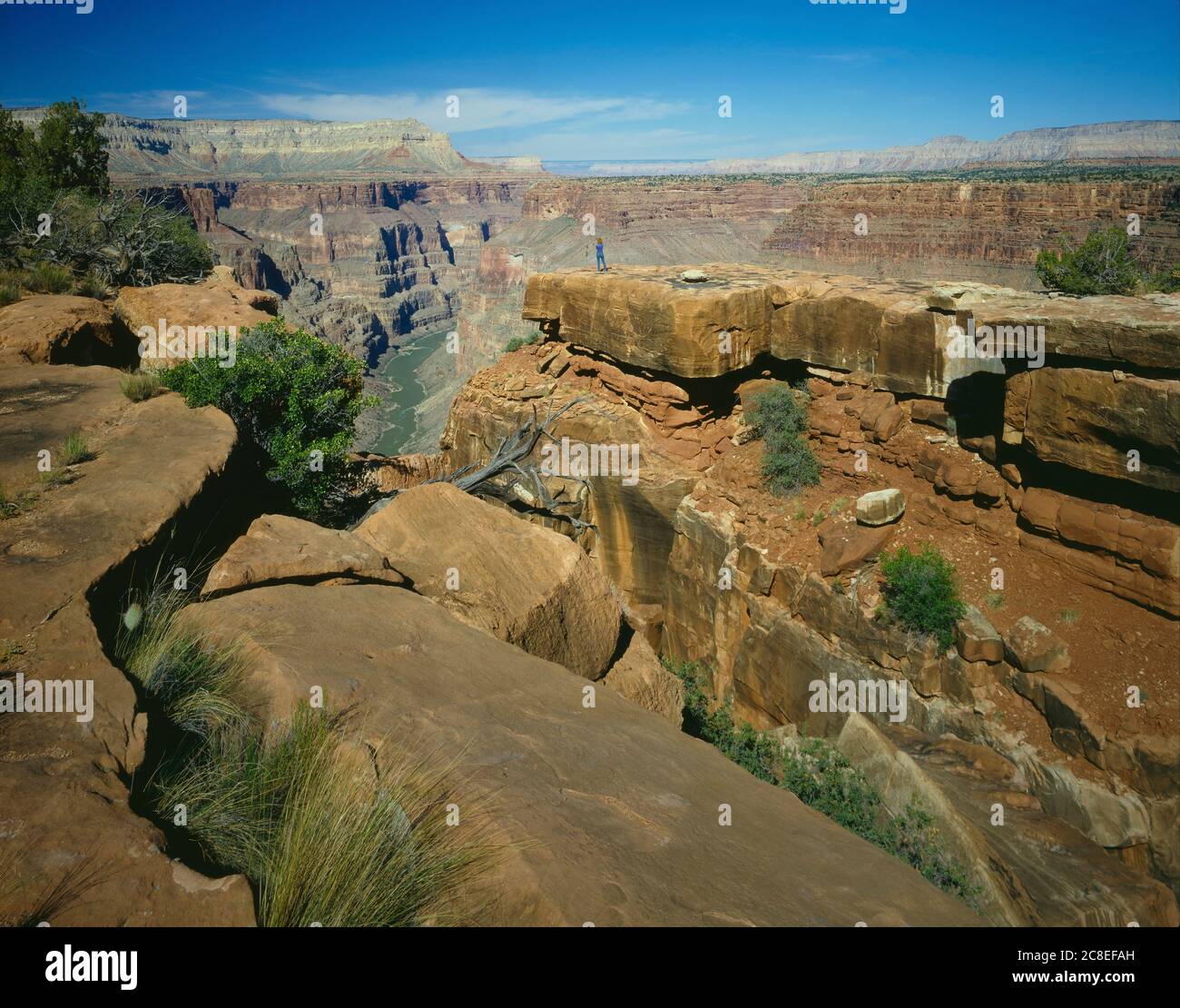 Grand Canyon National Park AZ/MAY EIN Besucher ist beeindruckt von der Aussicht, die vom Toroweap Point nach Osten über den Colorado River blickt. Stockfoto