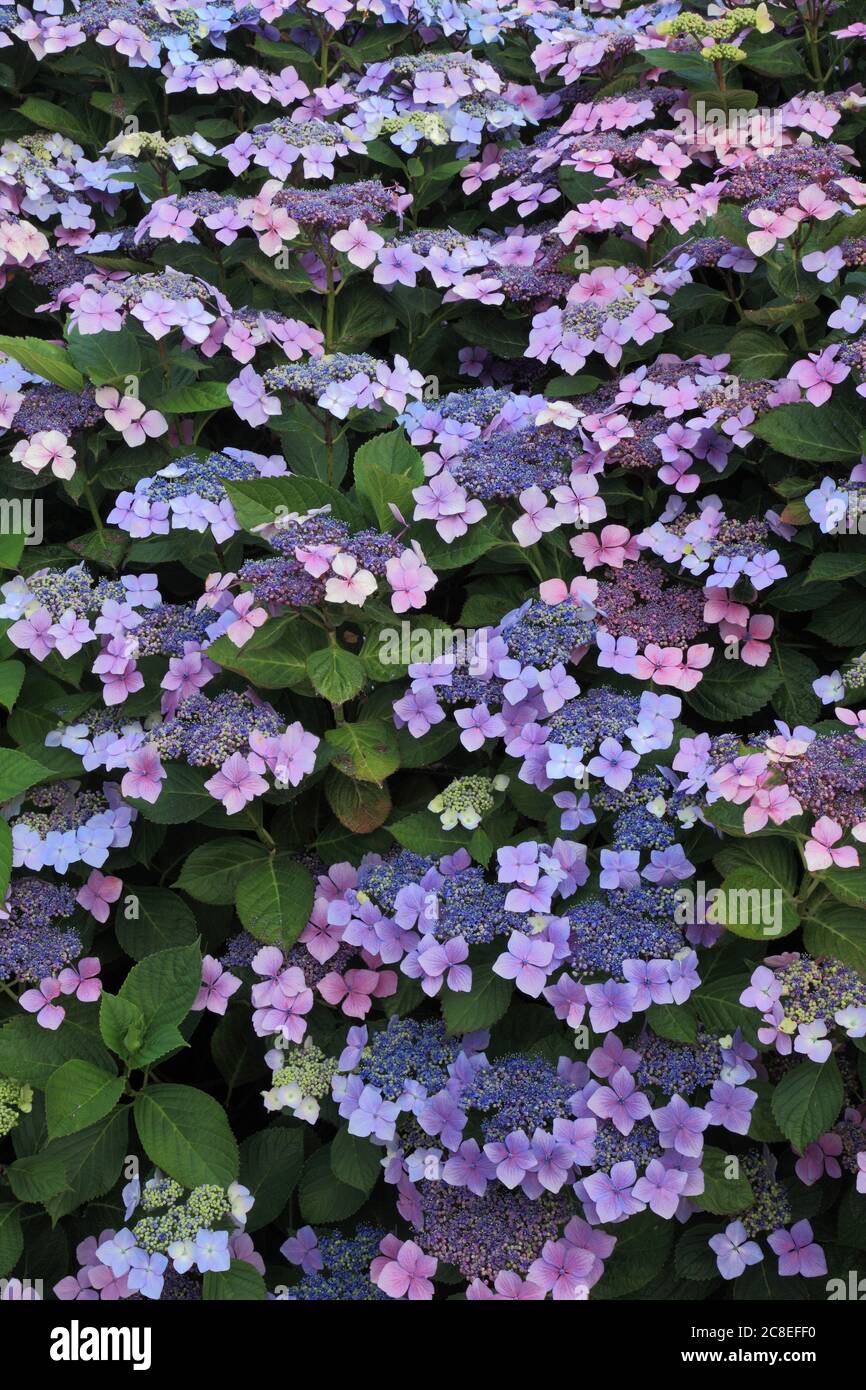 Hortensia macrophylla 'Blue Wave', Hortensia maresii 'perfecta', Hortensien Stockfoto