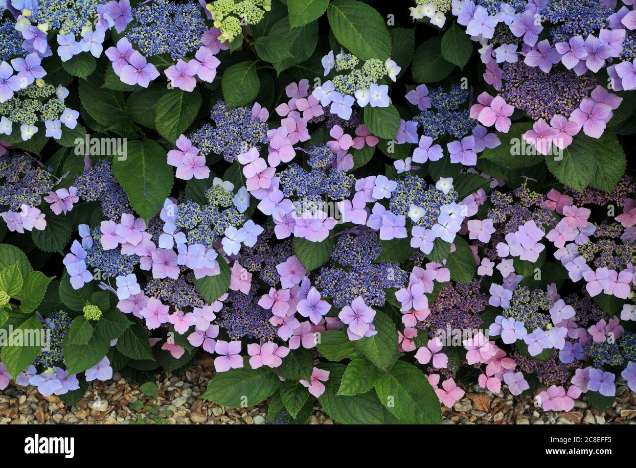 Hortensia macrophylla 'Blue Wave', Hortensia maresii 'perfecta', Hortensien Stockfoto