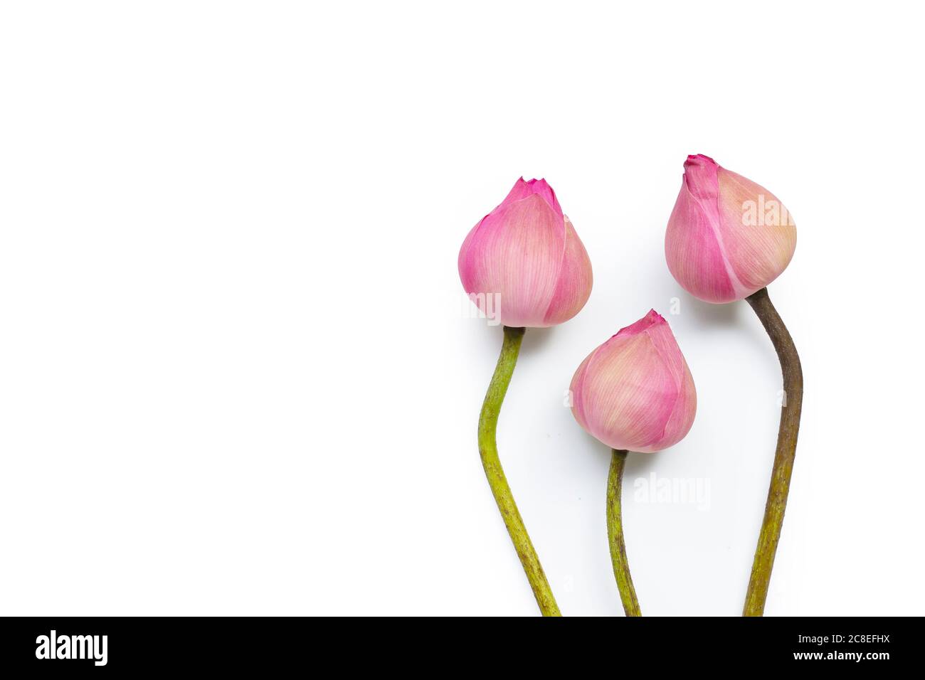 Rosa Lotusblume auf weißem Hintergrund. Draufsicht Stockfoto