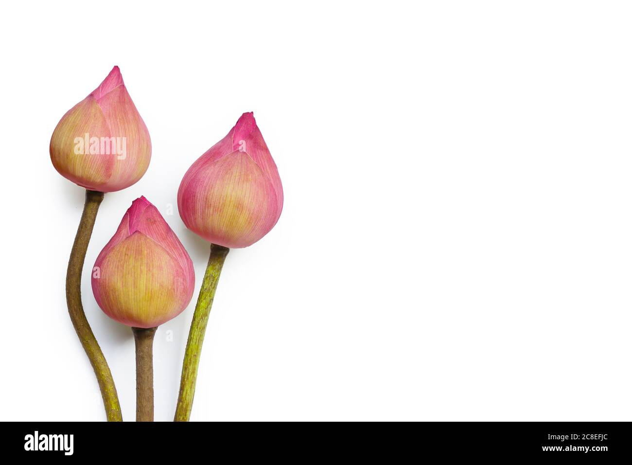 Rosa Lotusblume auf weißem Hintergrund. Draufsicht Stockfoto