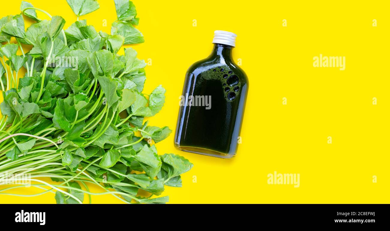 Gotu Kola hinterlässt Saft für die Gesundheit auf gelbem Hintergrund. Speicherplatz kopieren Stockfoto