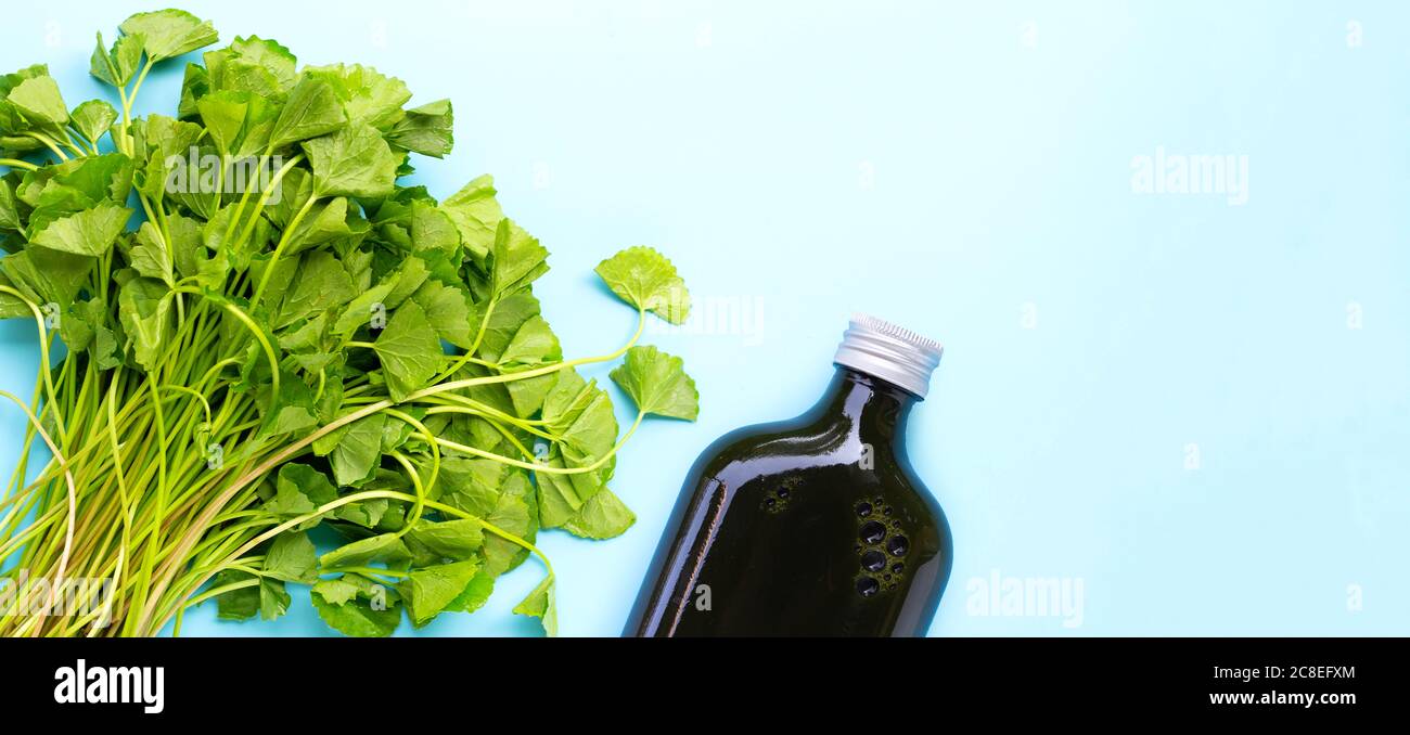Gotu Kola hinterlässt Saft für die Gesundheit auf blauem Hintergrund. Speicherplatz kopieren Stockfoto